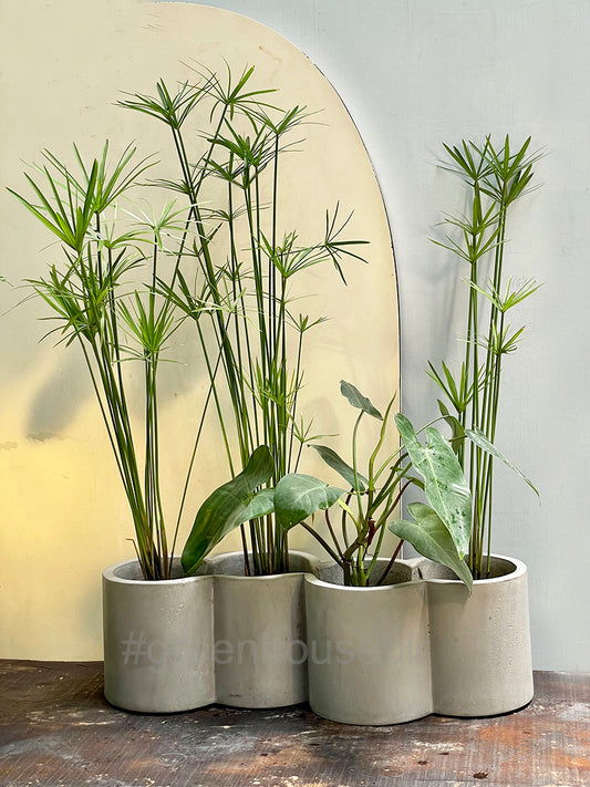 Matera Concrete Planter