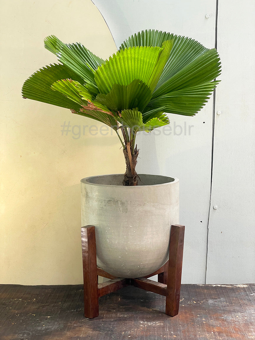 Verona Concrete Planter Large