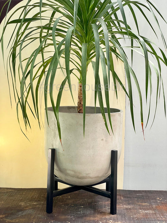 Treviso Concrete Planter Large