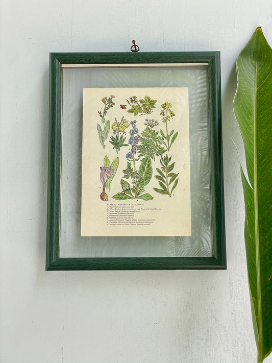 Antique Botanical Oleograph Prints (Reversible) - Frame 4