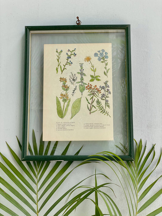 Antique Botanical Oleograph Prints (Reversible) - Frame 1