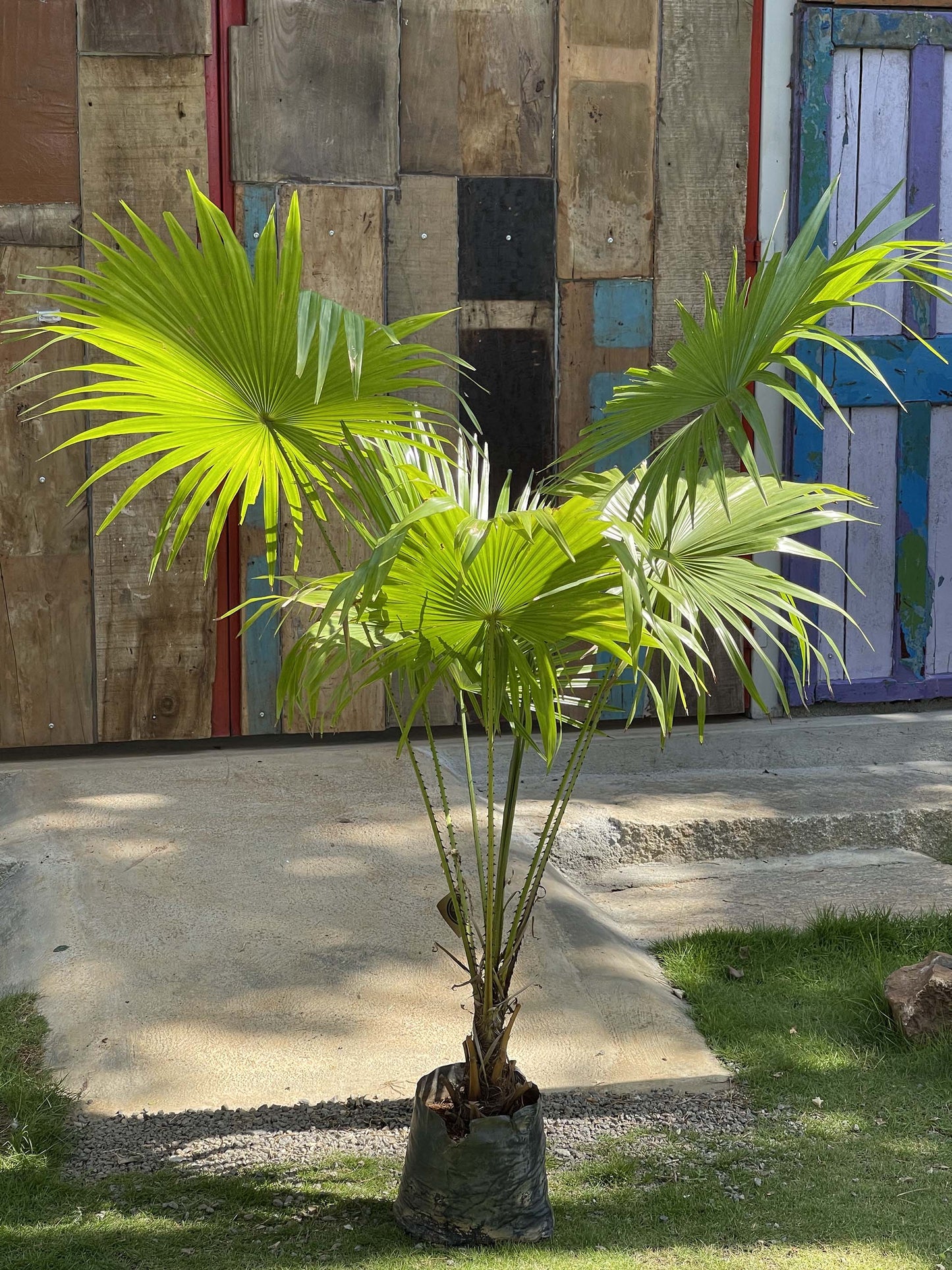 Ruffled leaf Fan Palm