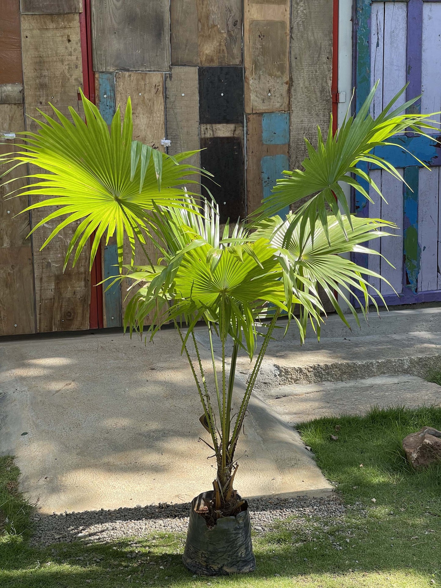 Ruffled leaf Fan Palm