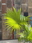 Ruffled leaf Fan Palm