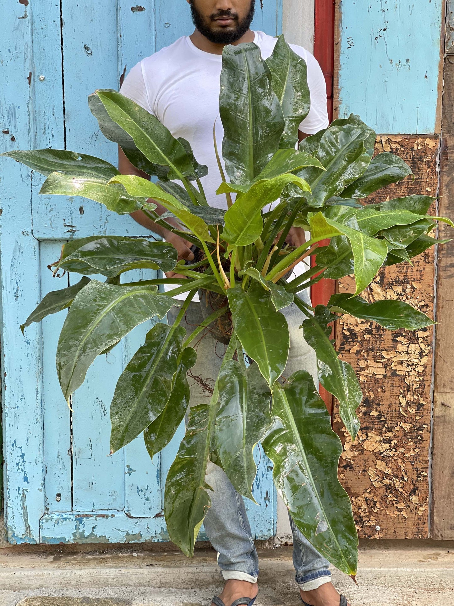 Large Philodendron