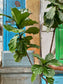 Fiddle Leaf Fig Plant 12 ft