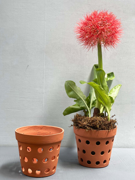 Terracotta Orchid Pot