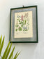 Antique Botanical Oleograph Prints (Reversible) - Frame 2