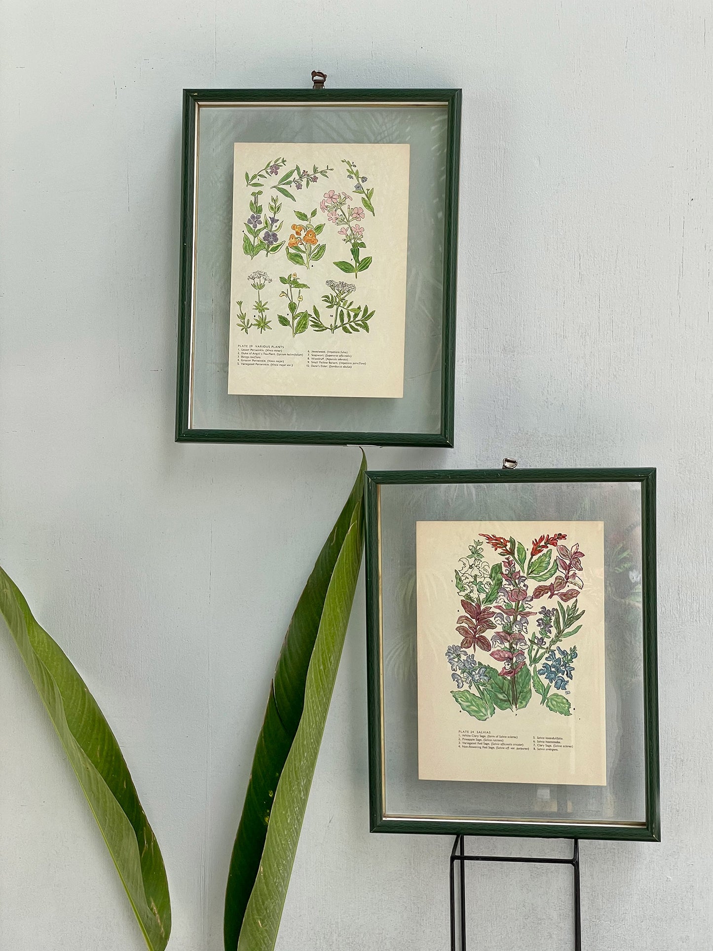 Antique Botanical Oleograph Prints (Reversible) - Frame 3