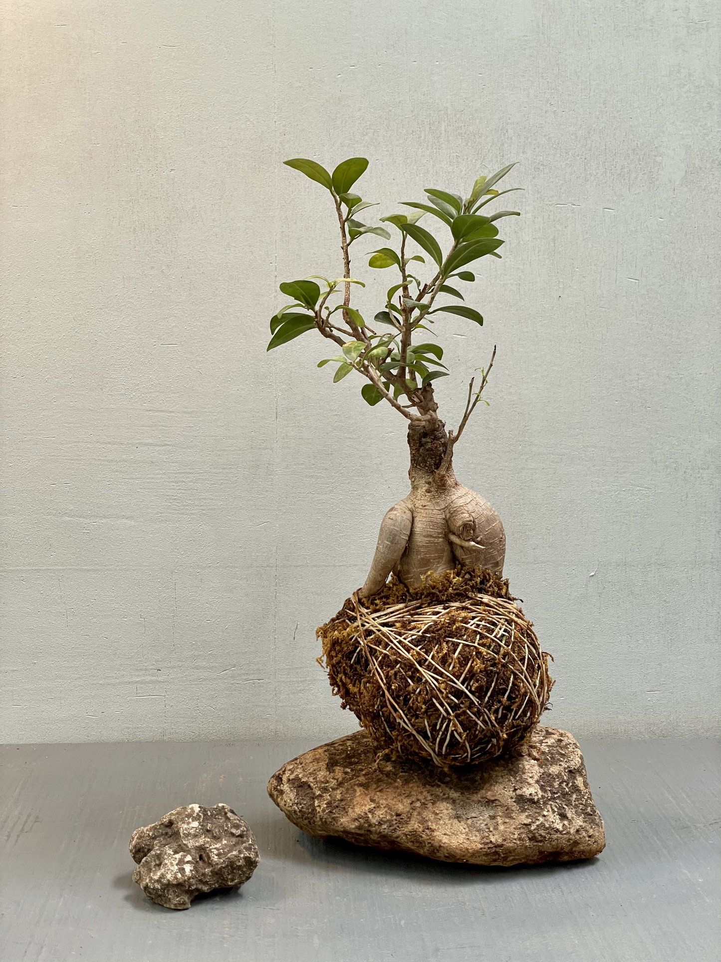 Kokedama Ficus Bonsai