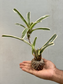 Kokedama Bromeliad Miniature