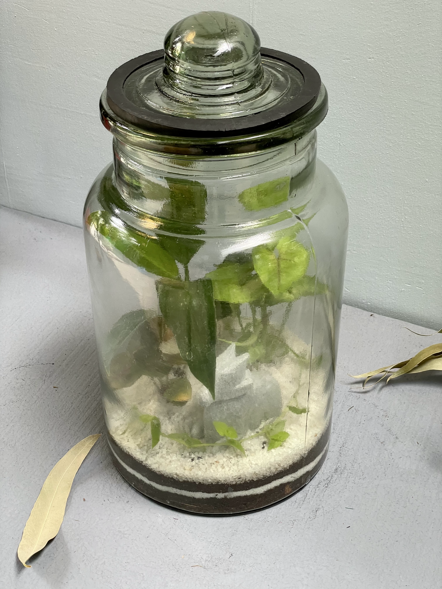 Closed Terrarium Pickle Jar - Tall