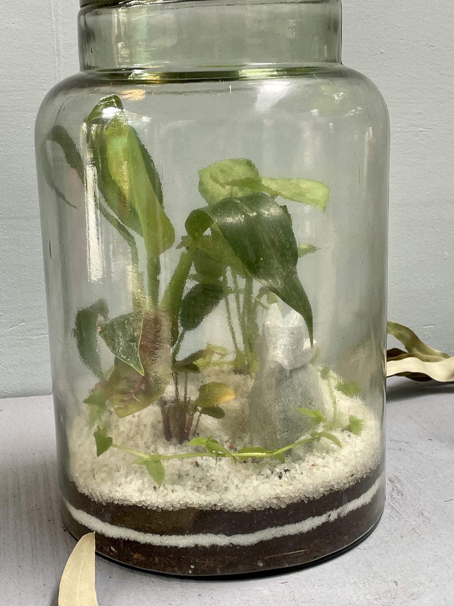 Closed Terrarium Pickle Jar - Tall