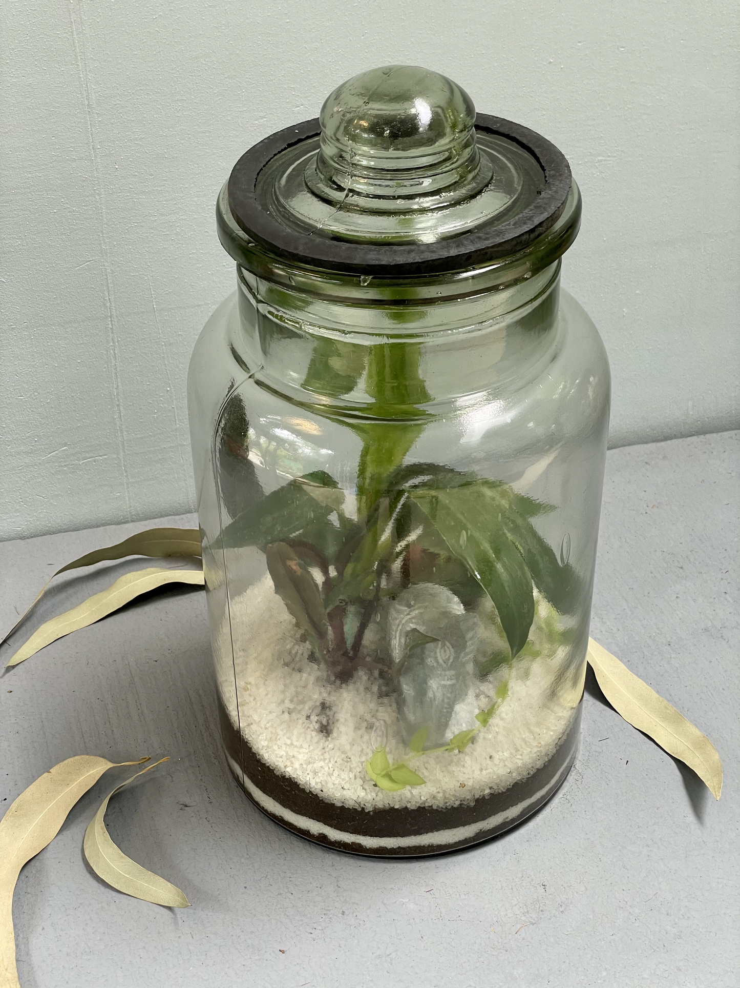 Closed Terrarium Pickle Jar - Tall