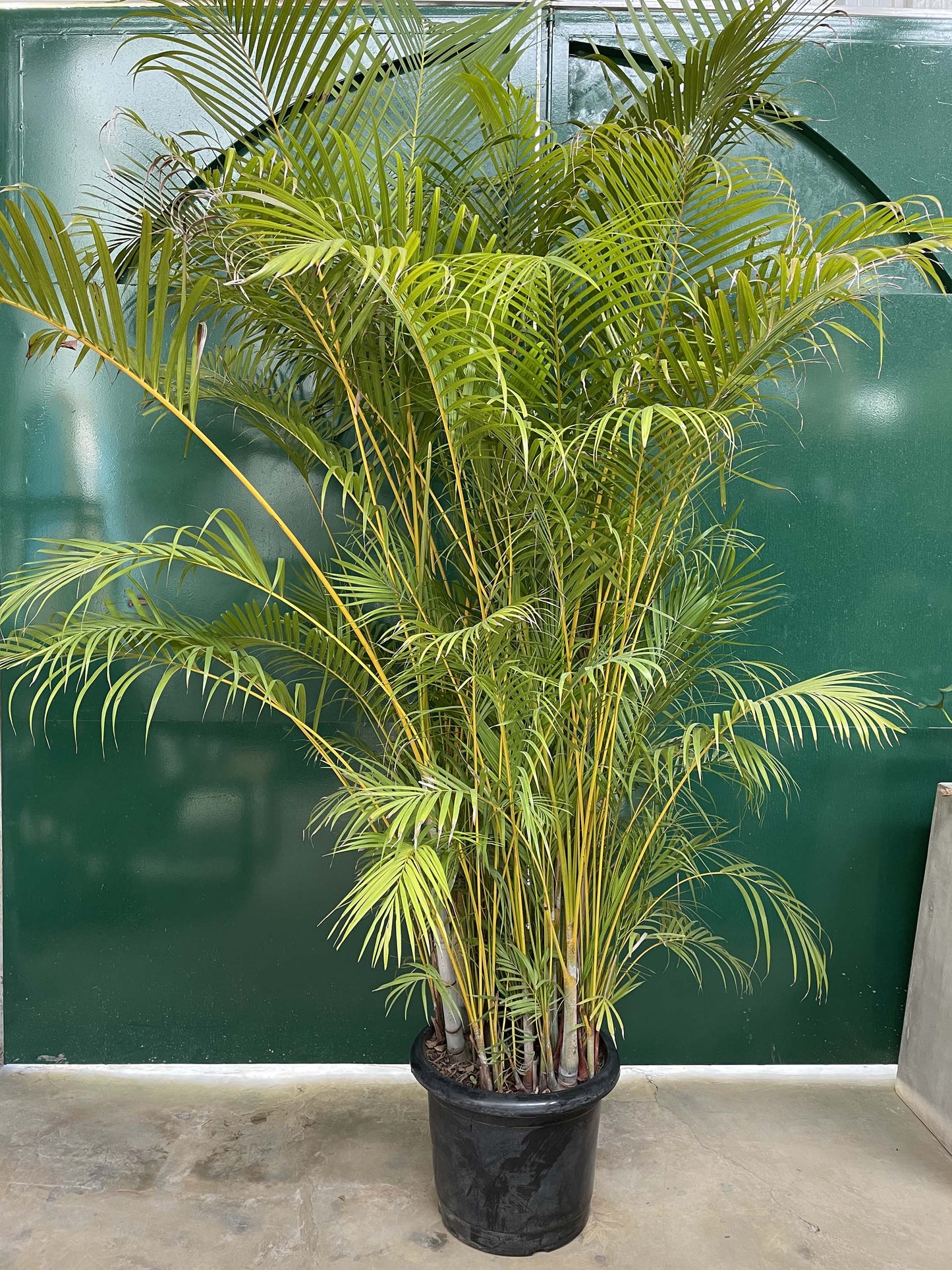Areca Palm Giant