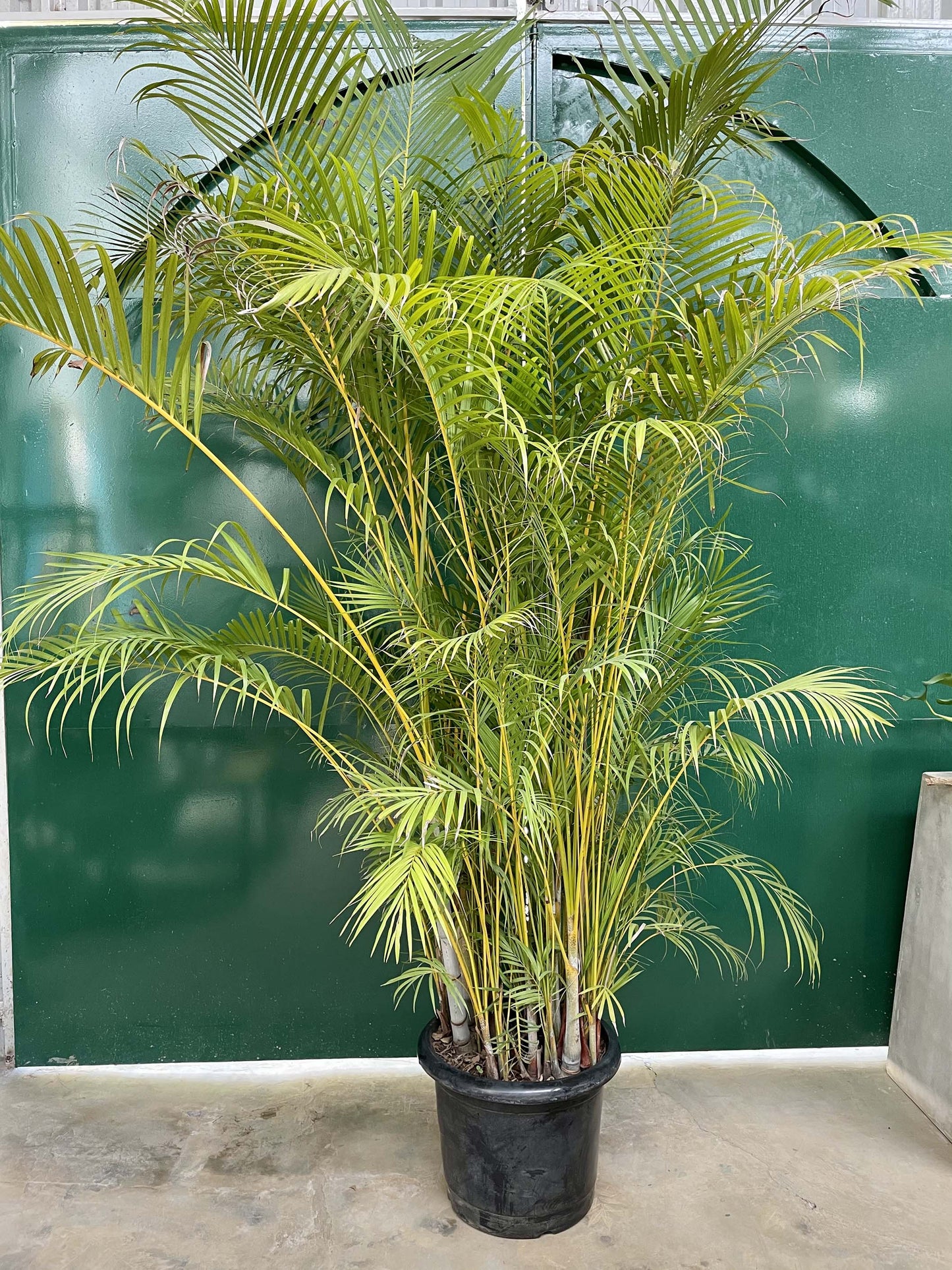 Areca Palm Giant