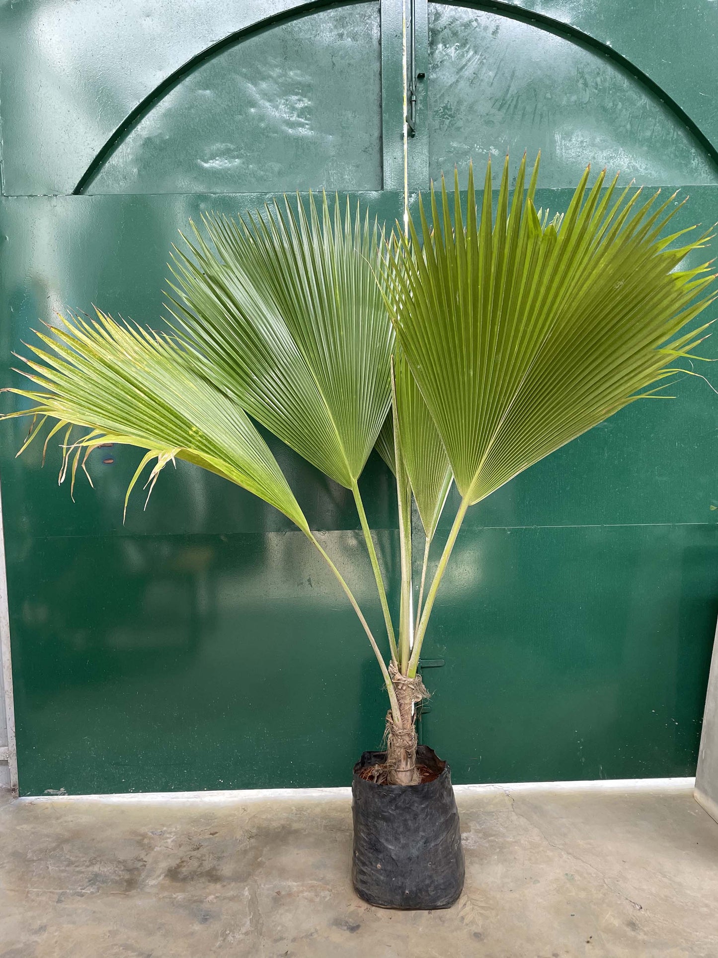 Ruffled Leaf Palm Large