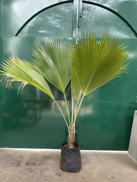 Ruffled Leaf Palm Large