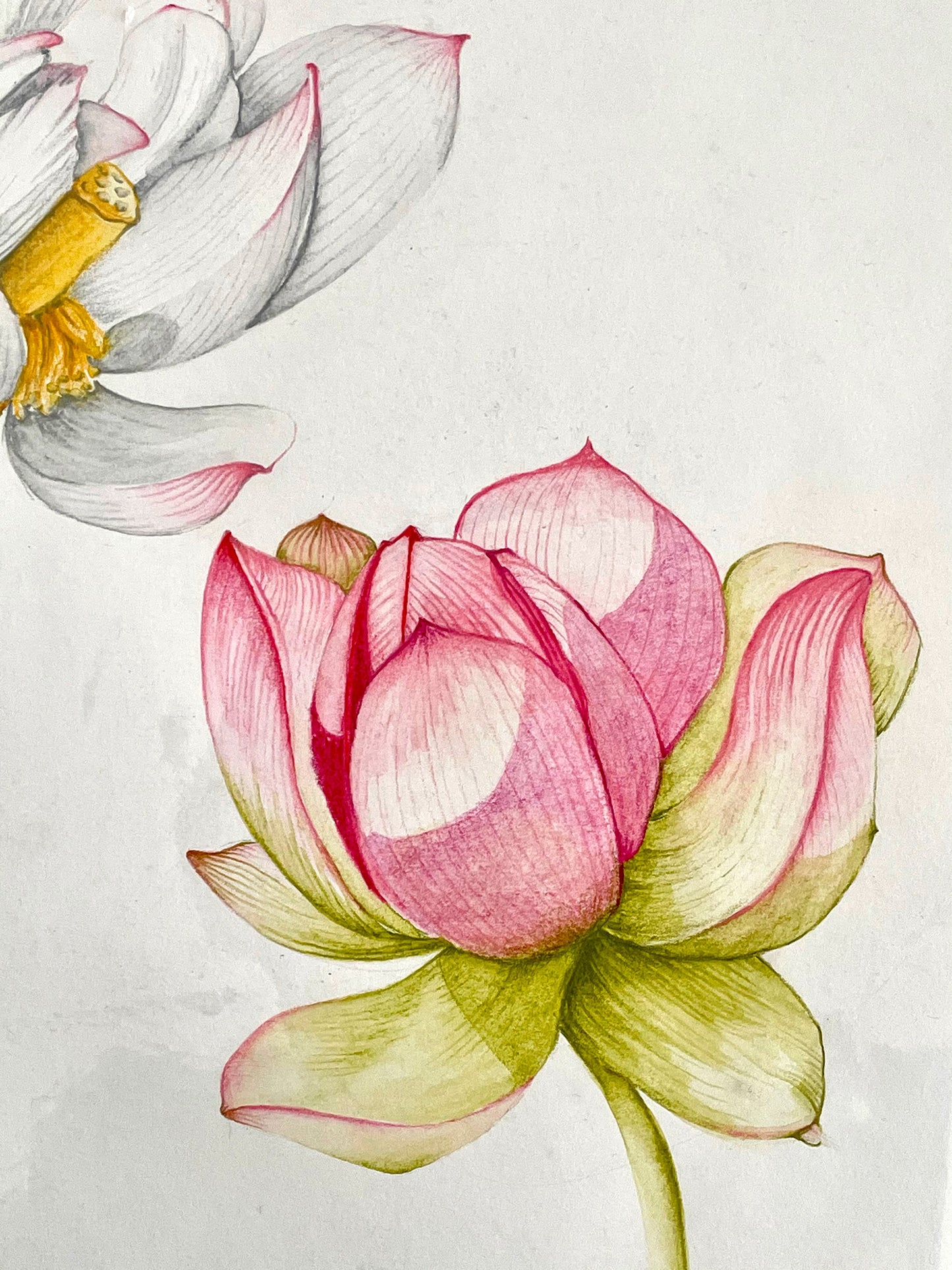 Original Artwork Lotus - Series 2