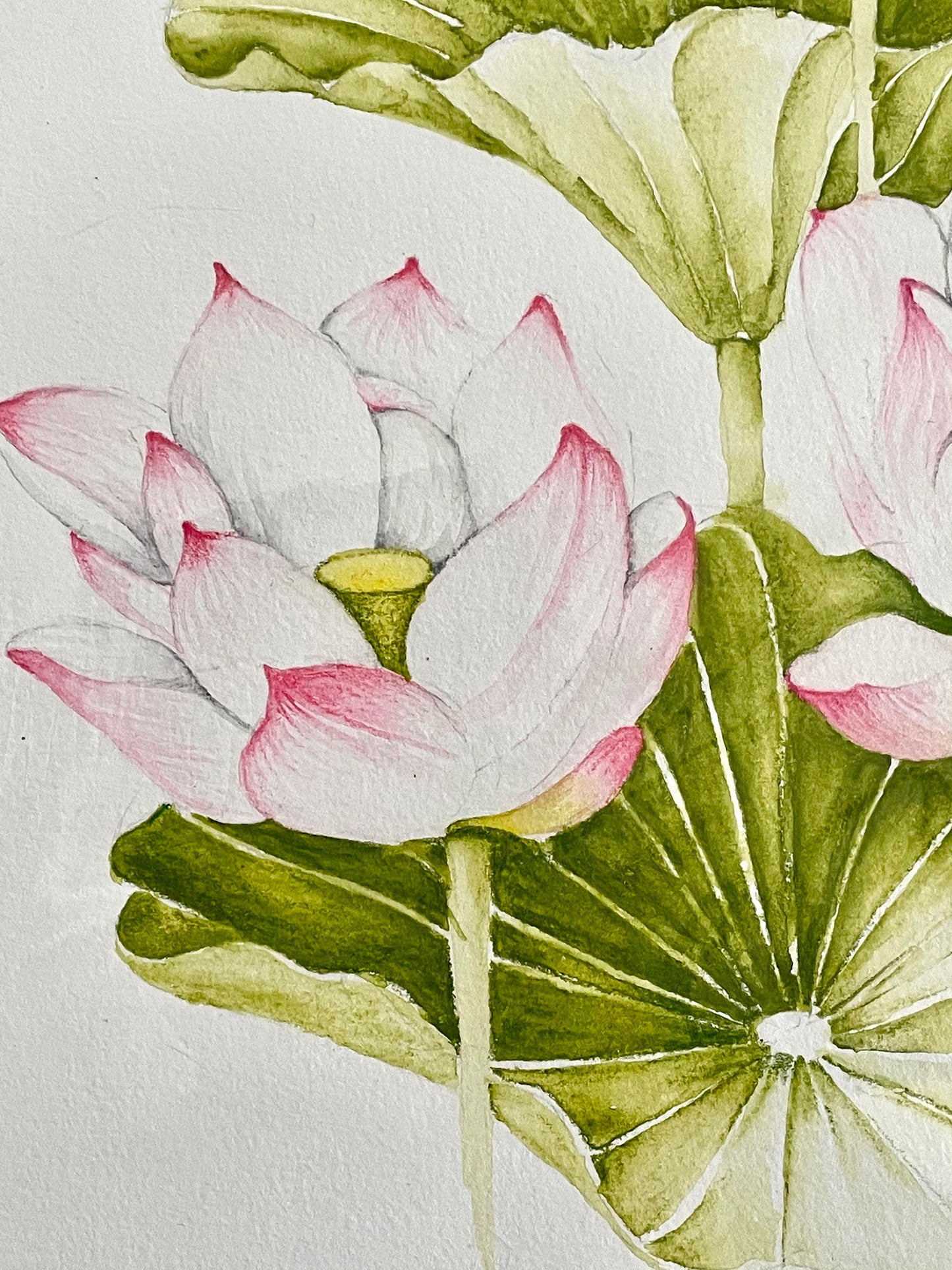 Original Artwork Lotus - Series 01